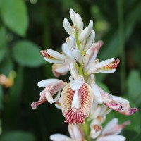 <i>Alpinia calcarata</i>  (Andrews) Roscoe